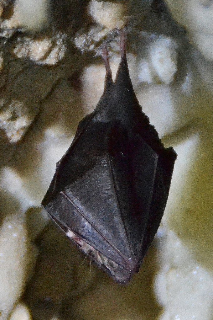 Rhinolophus_Hipposideros_grotta_dei_pisoliti.jpg