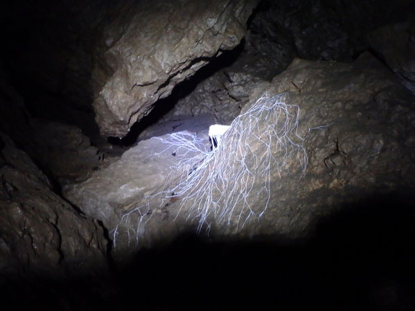 Clicca per vedere l'immagine alla massima grandezza