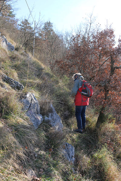 Clicca per vedere l'immagine alla massima grandezza